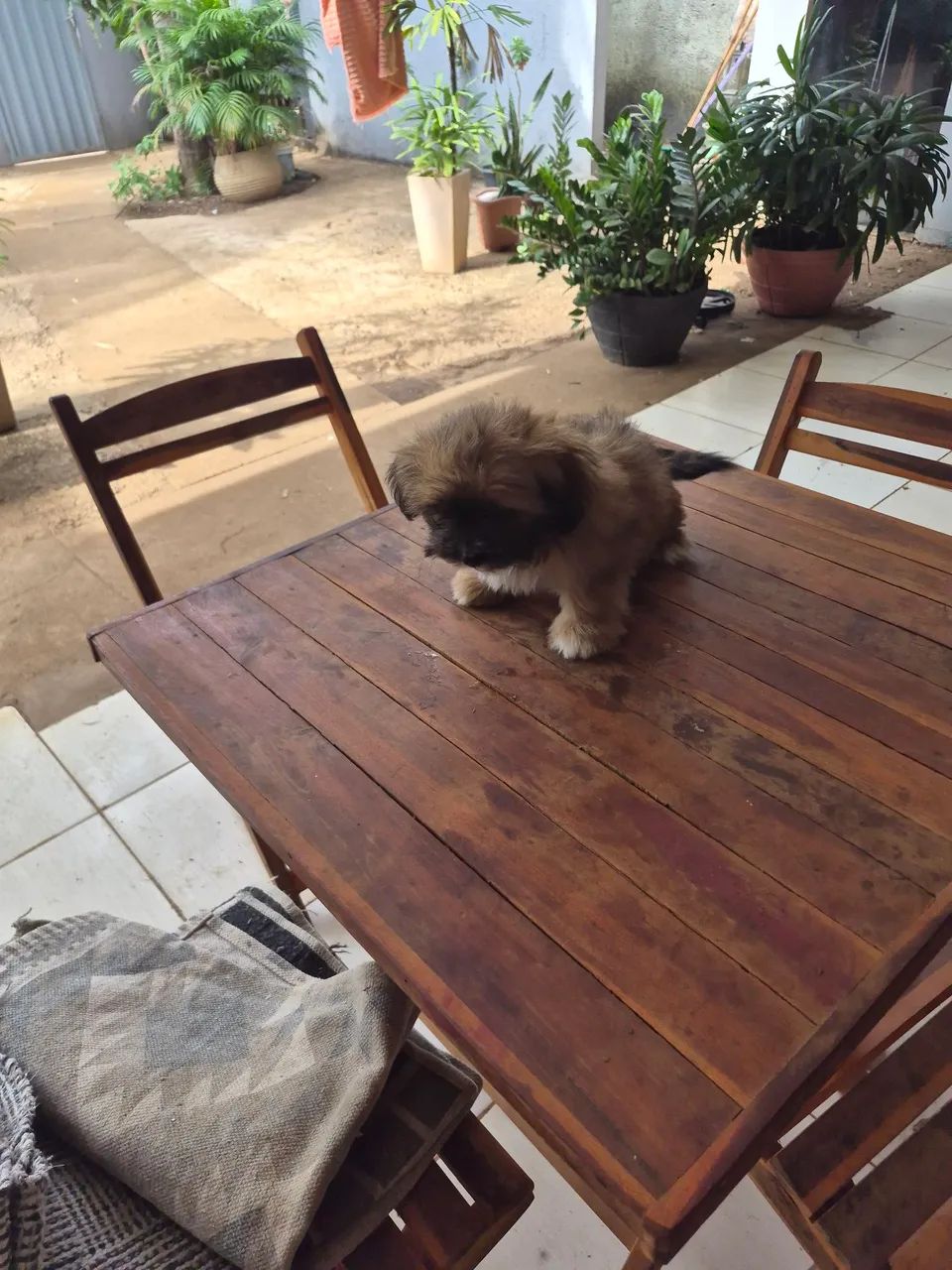 Cachorro  - Foto 3
