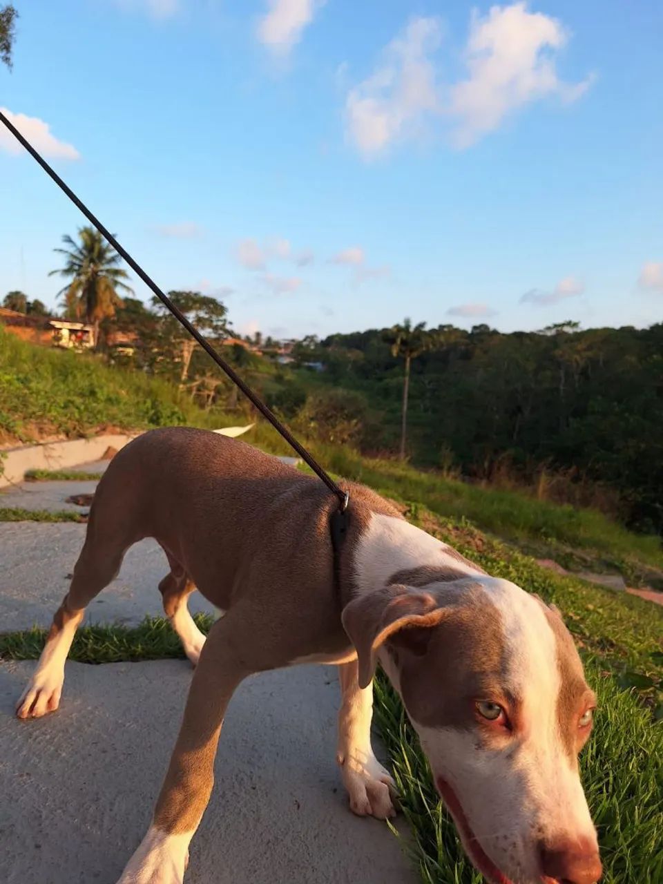 Filhote de Pitbull  - Foto 2