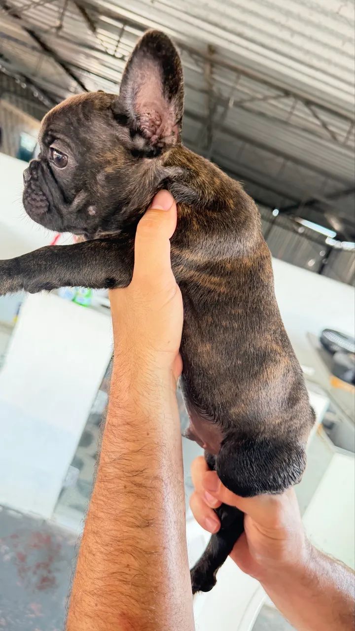 Buldogue  - Foto 3