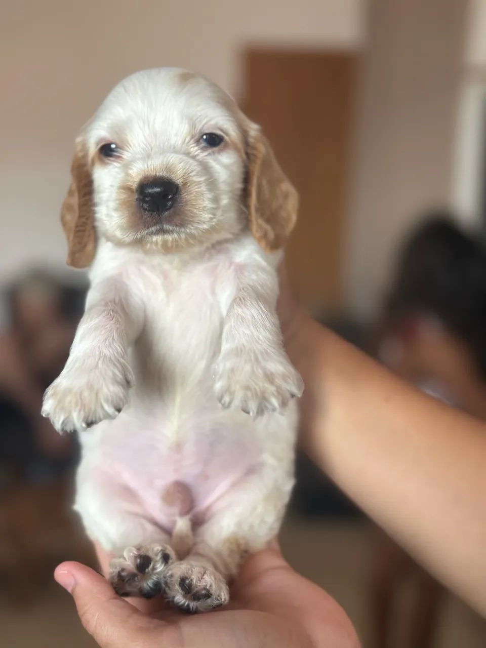 Cachorro - Foto 5