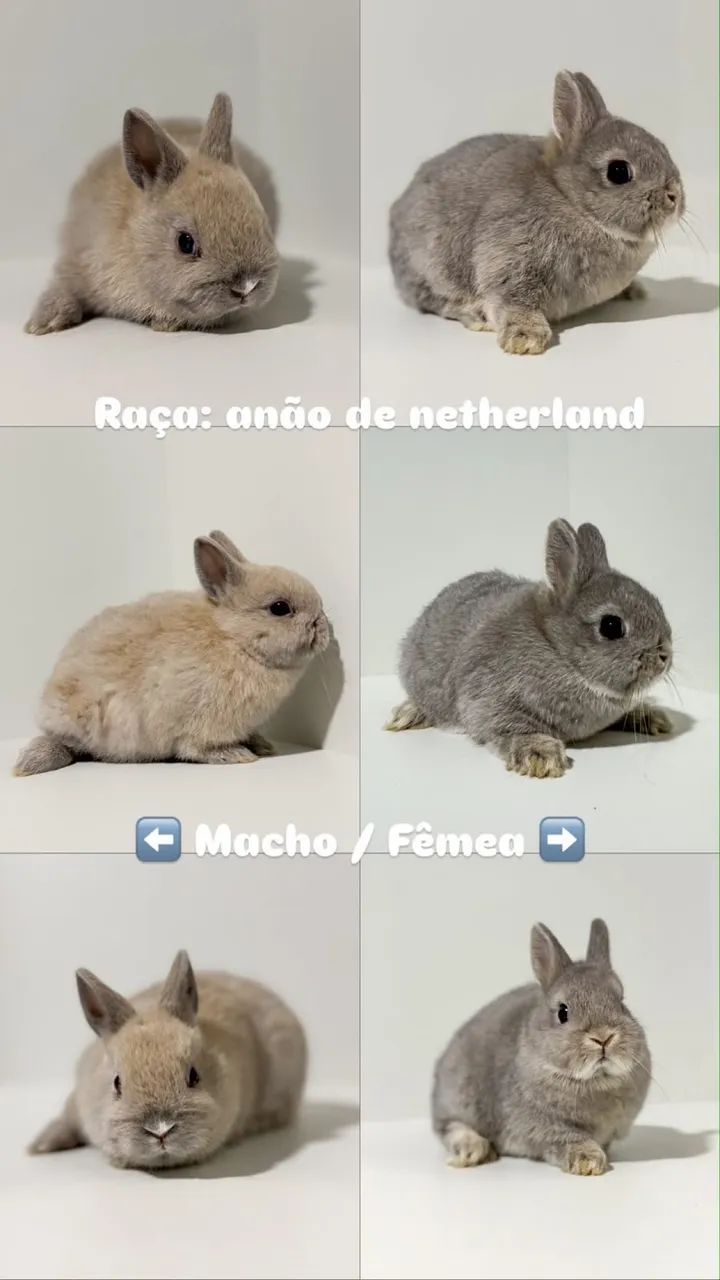 Coelho anão de netherland  - Foto 2
