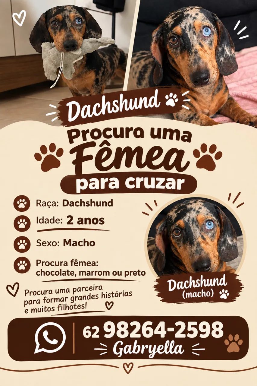 Dachshund 