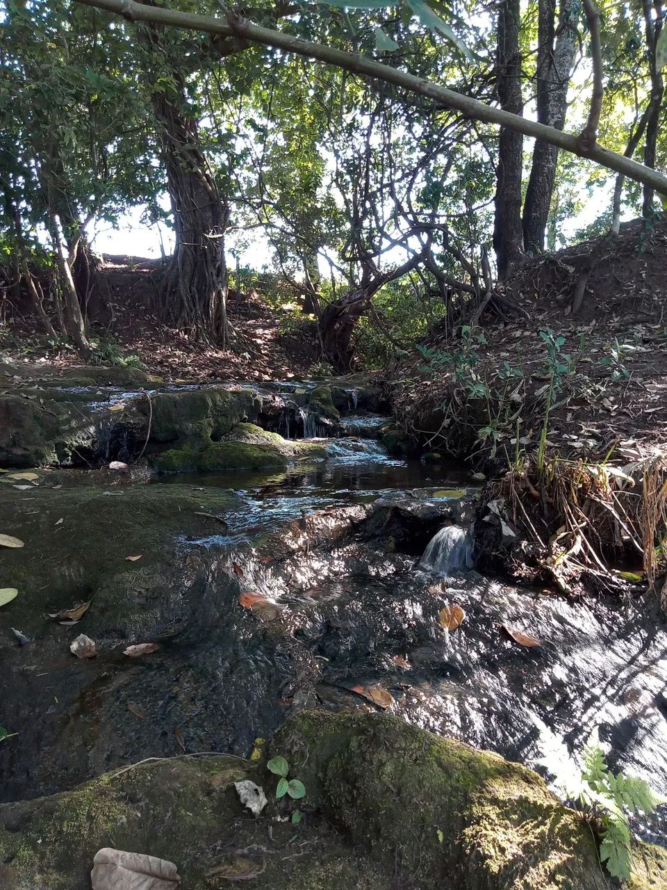 Sítio 2 hectares em Taquaritinga  - Foto 2