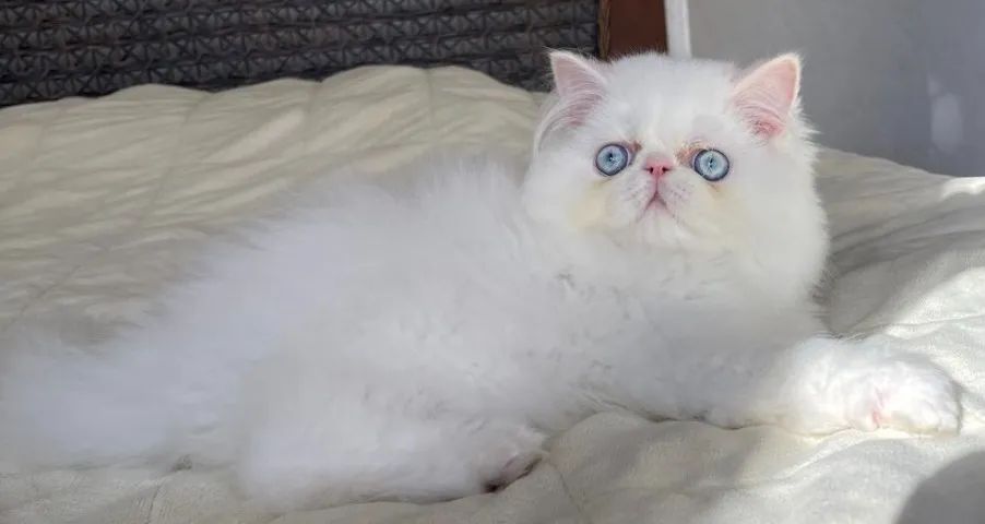 Top Top Show Persa Macho Filhote, Pelo Longo Extremado Com 68 Dias Super Lindo - Foto 6