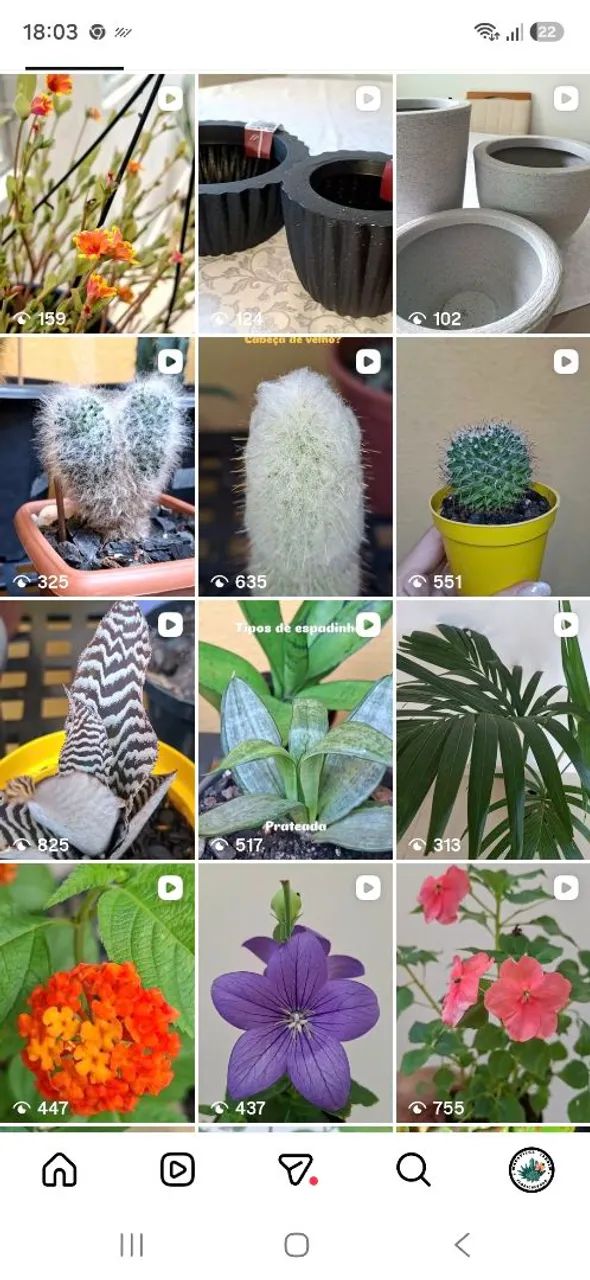 Plantas