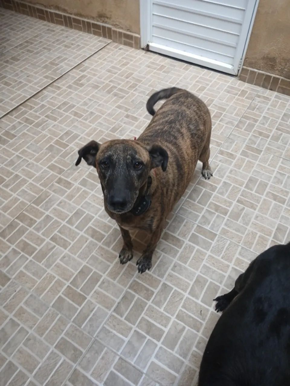 Cachorro pra Adoção  - Foto 3
