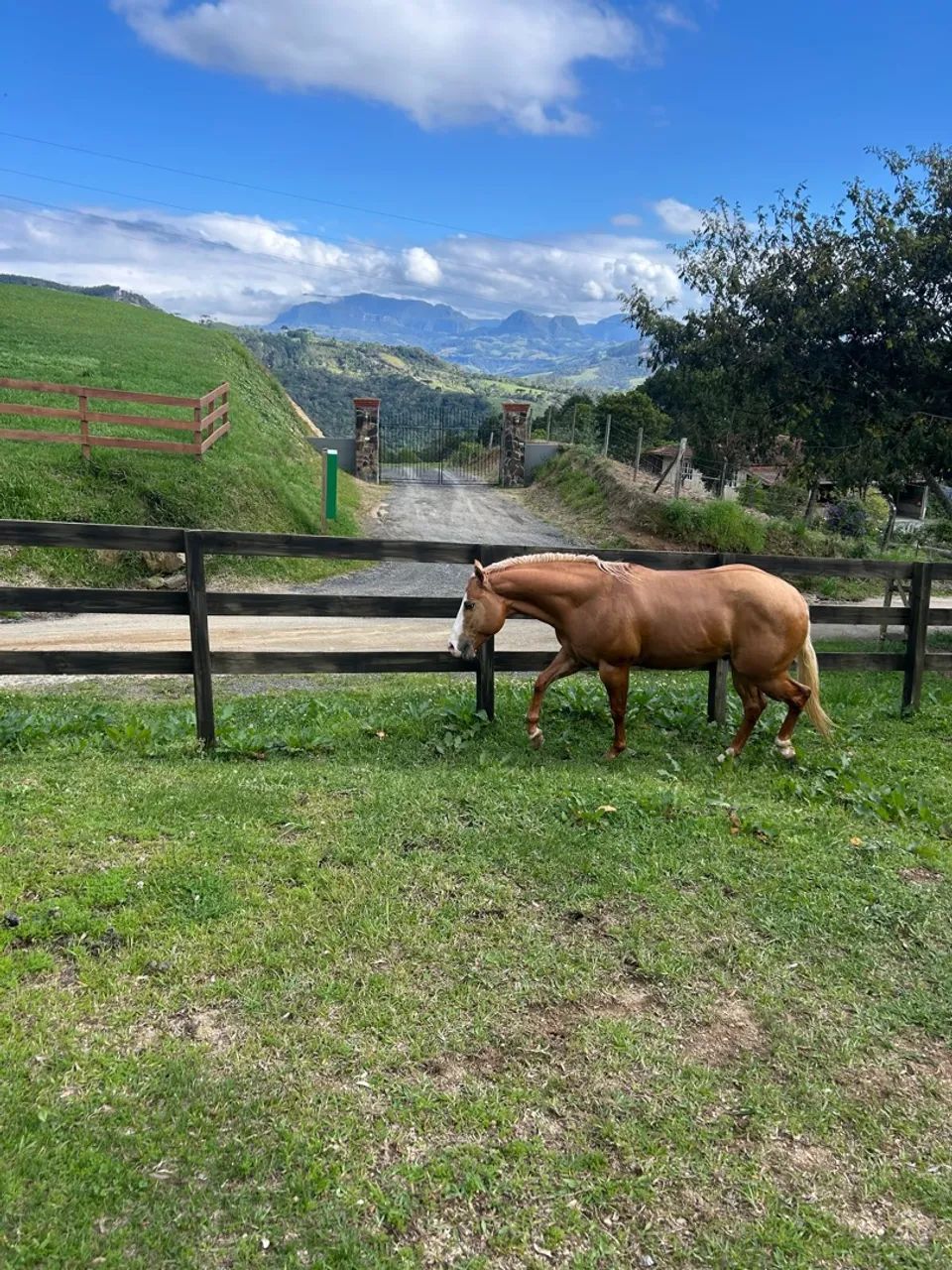 Cavalo  - Foto 3