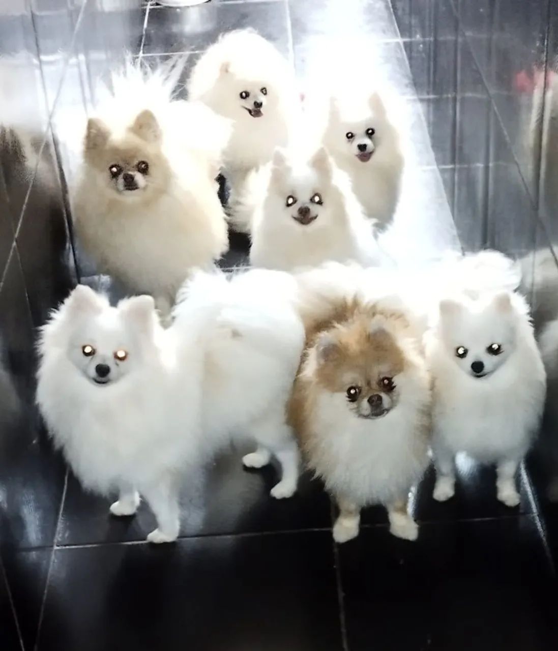 Spitz alemão  - Foto 4