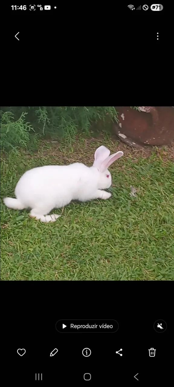 Pet - Foto 3
