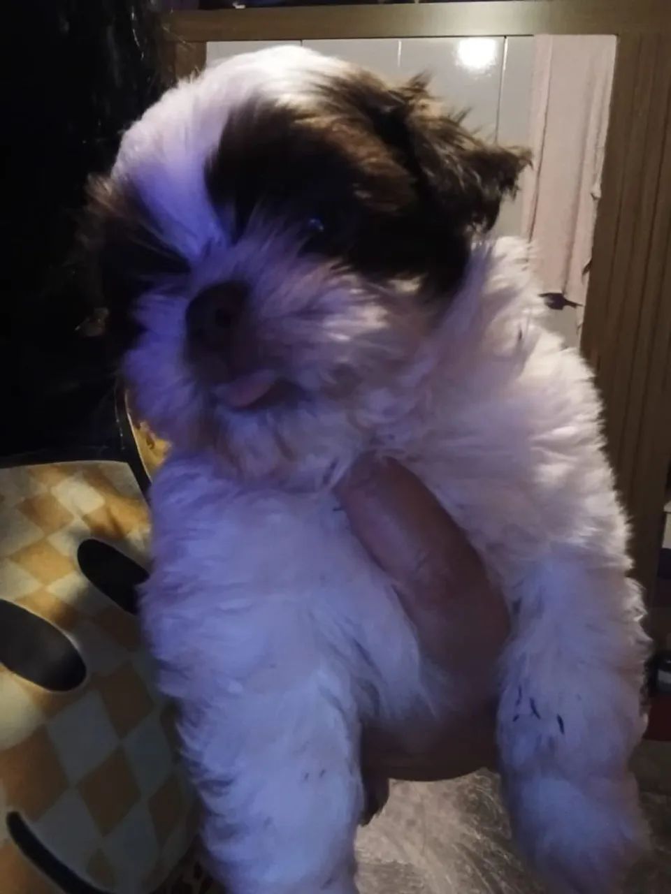 Shitzu bebê. - Foto 2