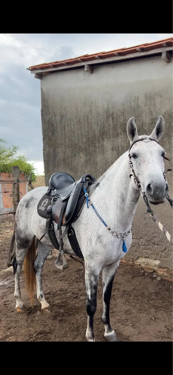 Égua mangalarga registrada 