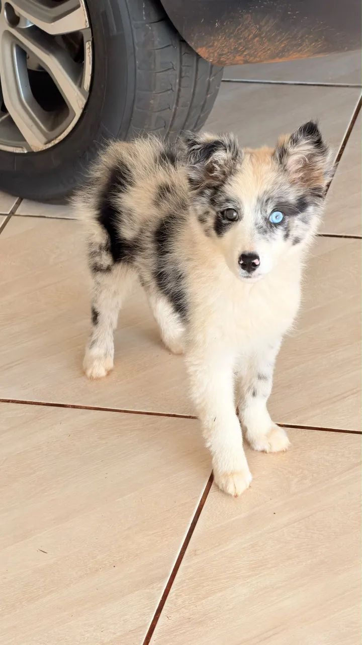 Booder collie  - Foto 3