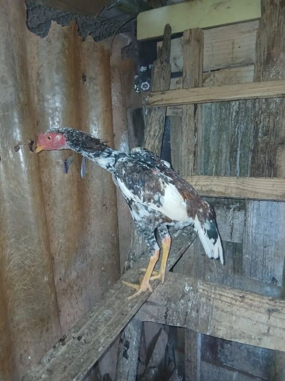 Frangos índio  - Foto 4