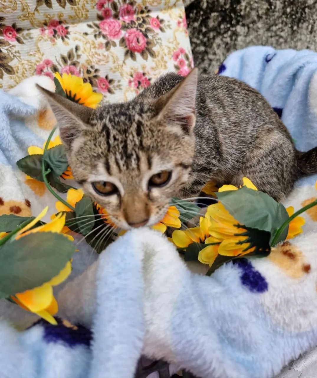 Lindas garinhas de 3 meses  - Foto 2