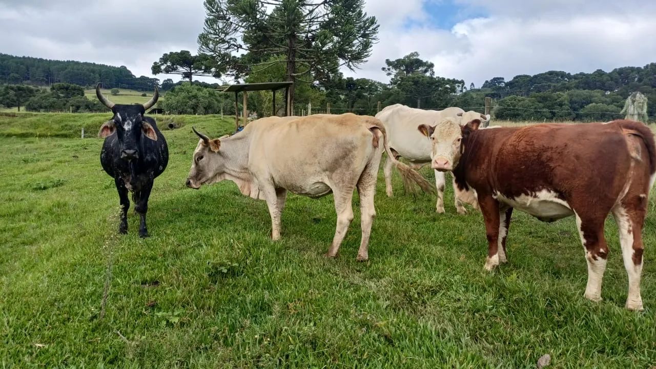 Vendo 4 Vacas e 1 Touro  - Foto 3