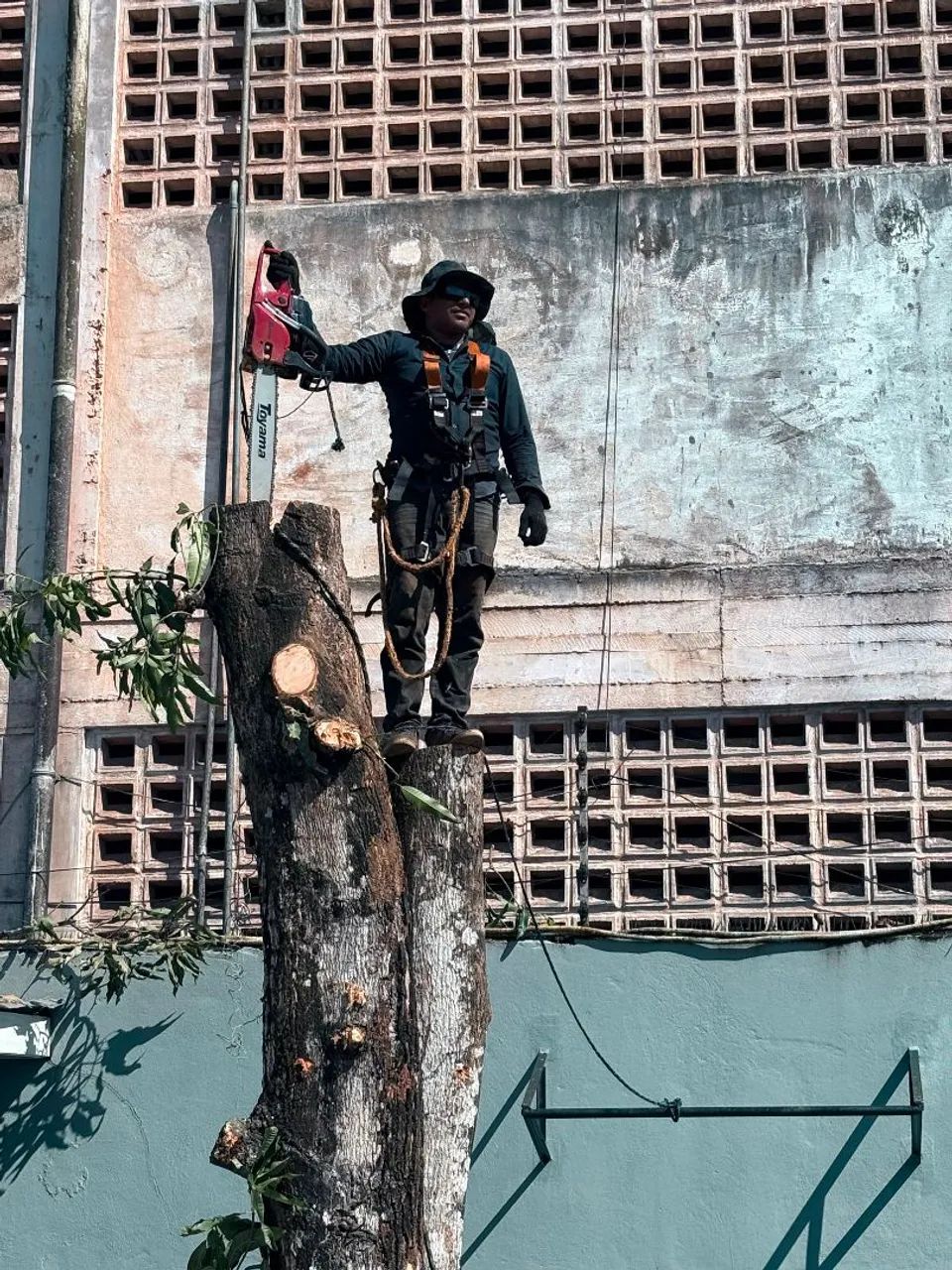 Corte e poda de árvore de Risco  - Foto 3