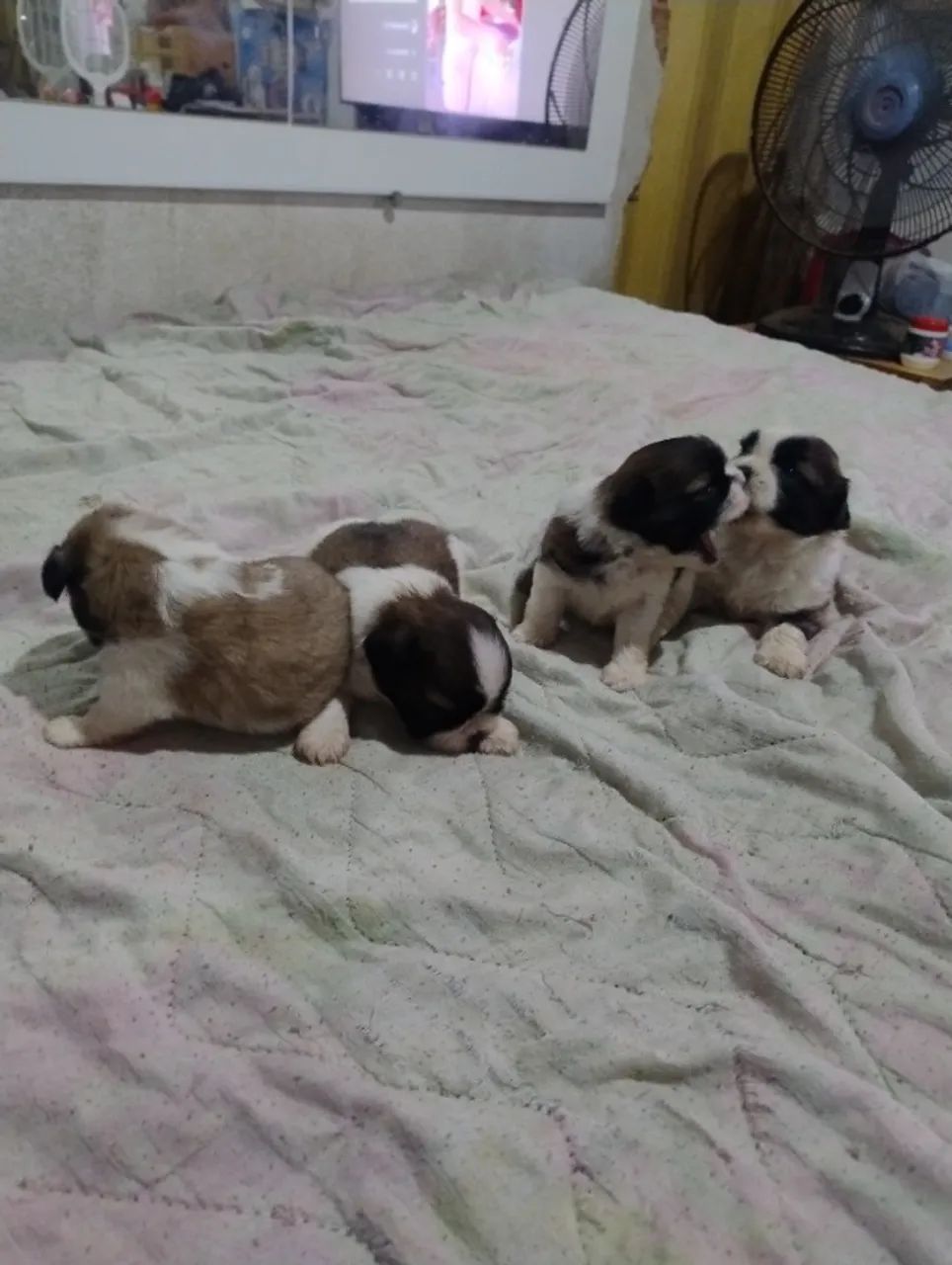 Cachorro ?