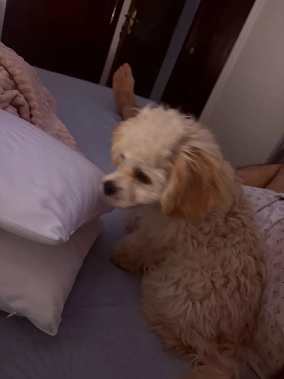 Doação de um poodle toy bege - Foto 2