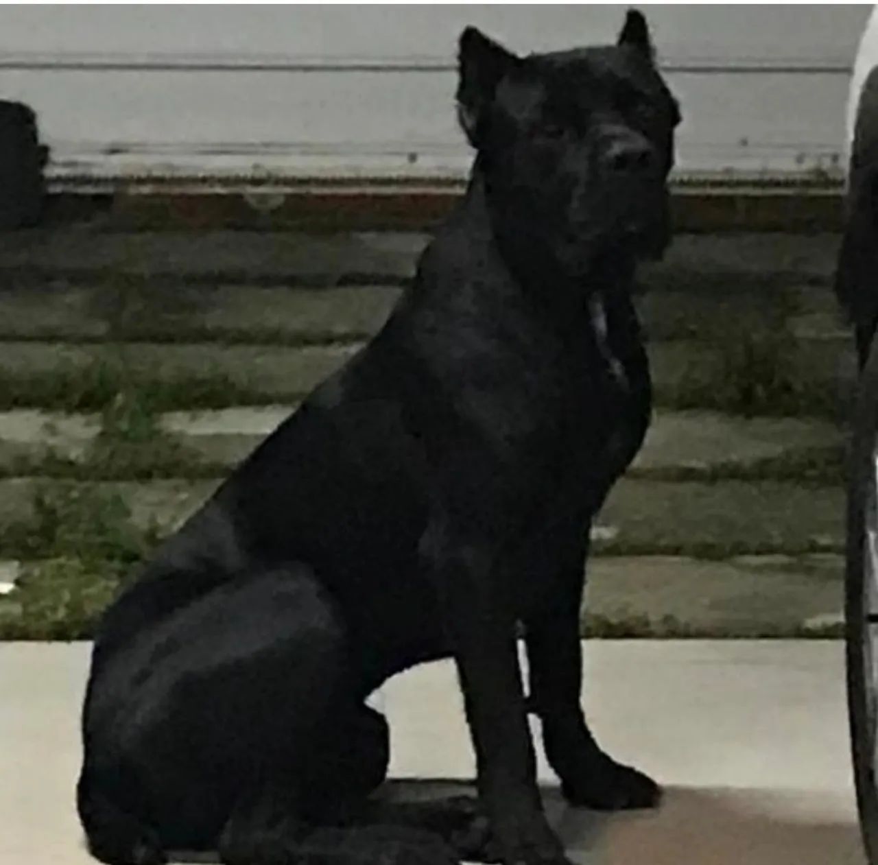 Cane Corso macho  - Foto 4