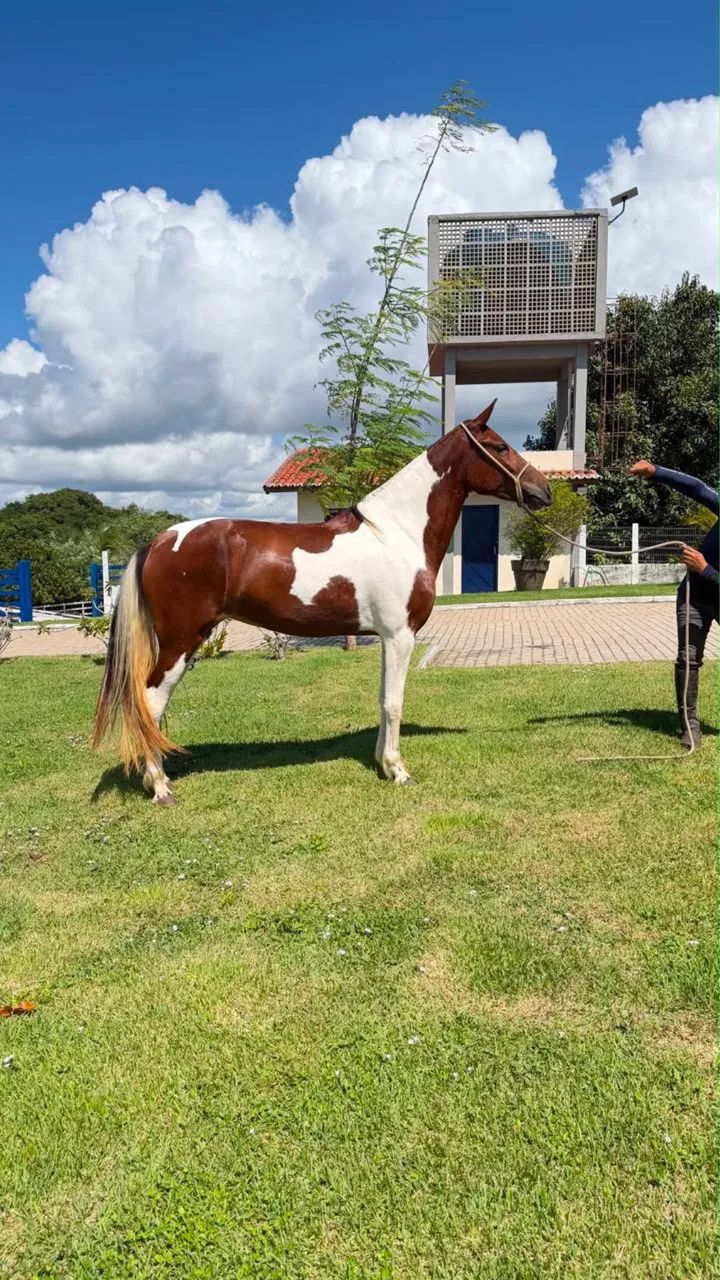 Égua Mangalarga  - Foto 2