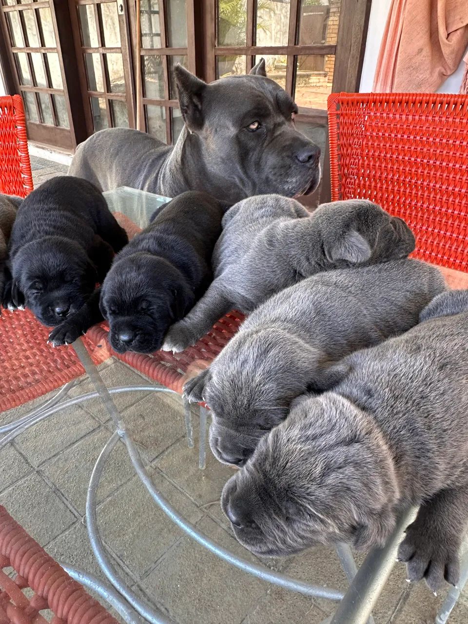 Filhotes de Cane Corso