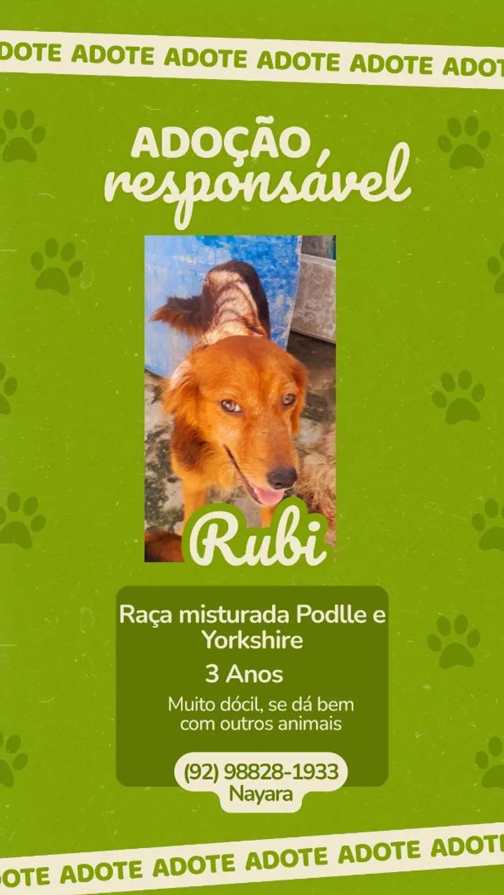Doação de Cachorros  - Foto 5
