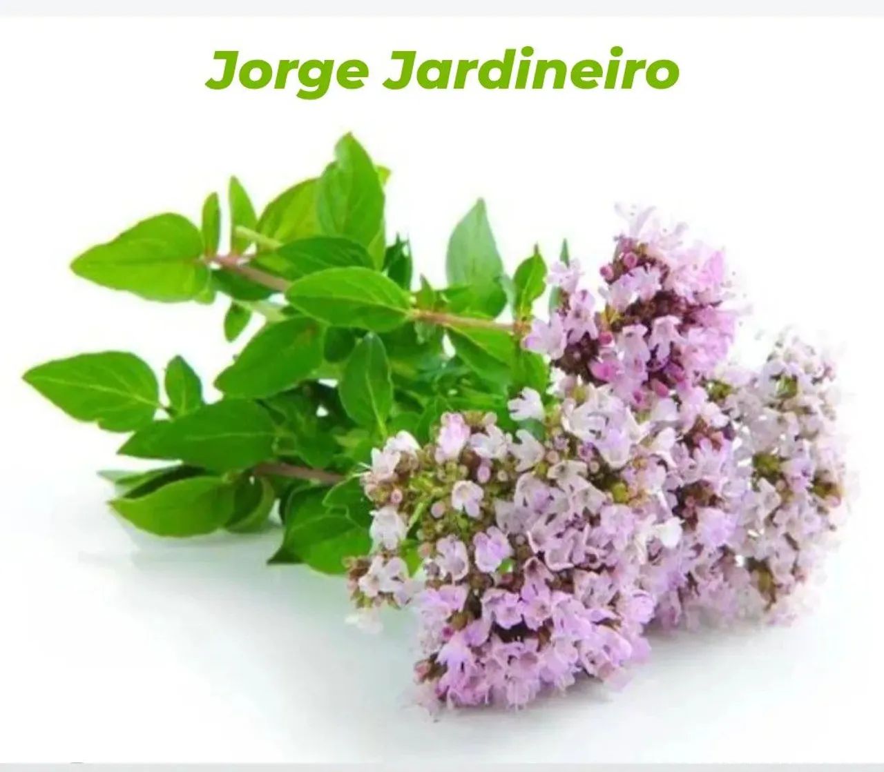 Jardineiro Profissional - Foto 4