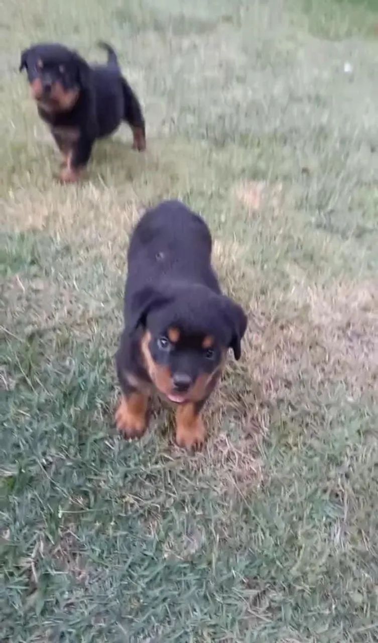 Rottwailler  - Foto 5