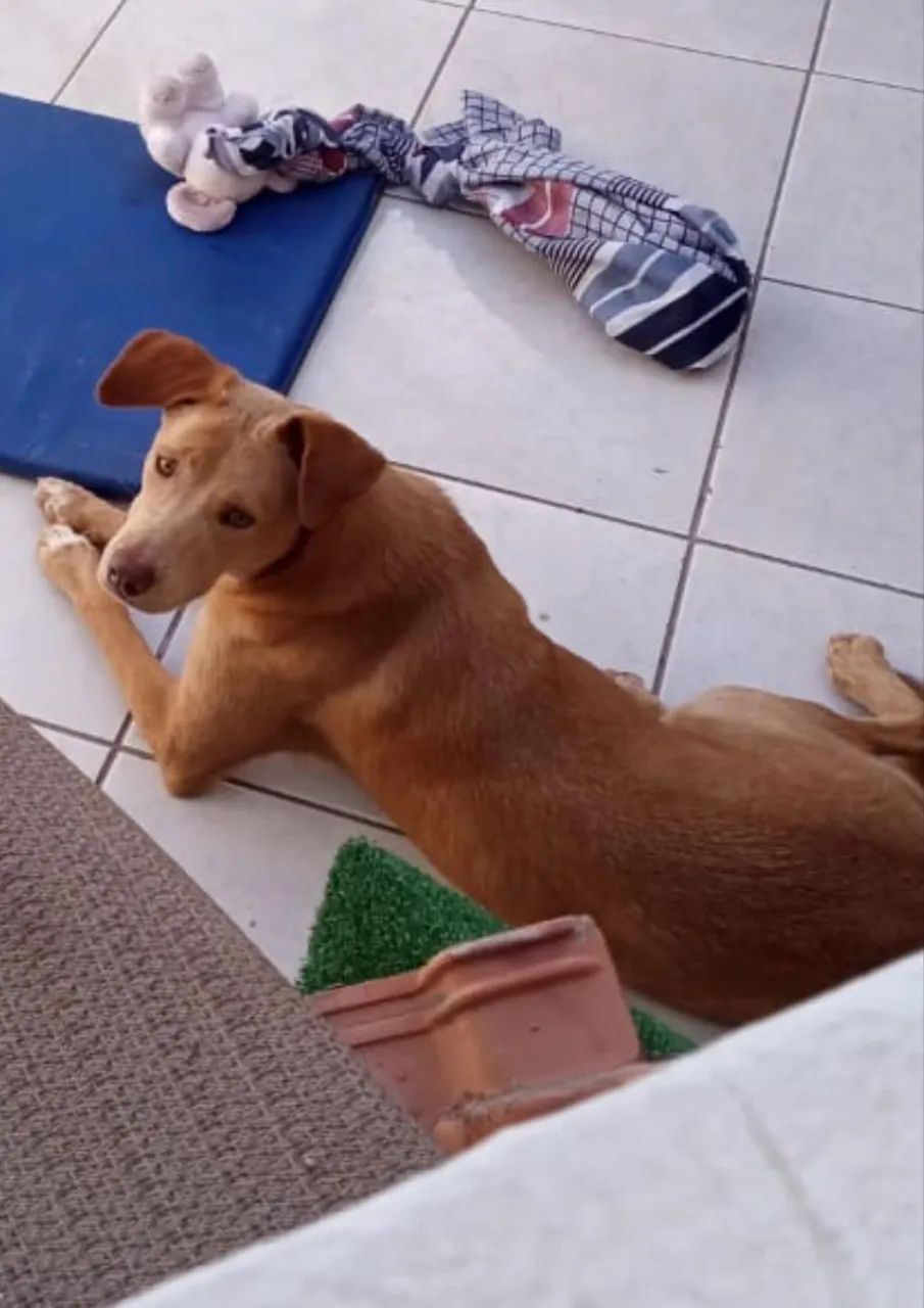 CACHORRA - ADOÇÃO RESPONSÁVEL  - Foto 4