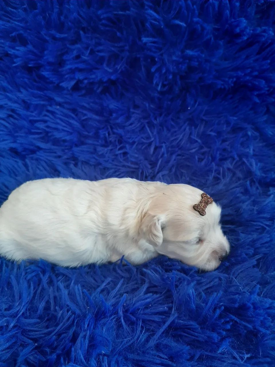 Poodle Macho - Foto 2