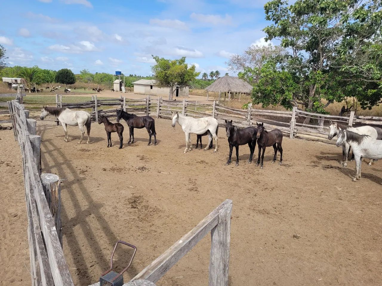 Vende-se lote de cavalos  - Foto 2