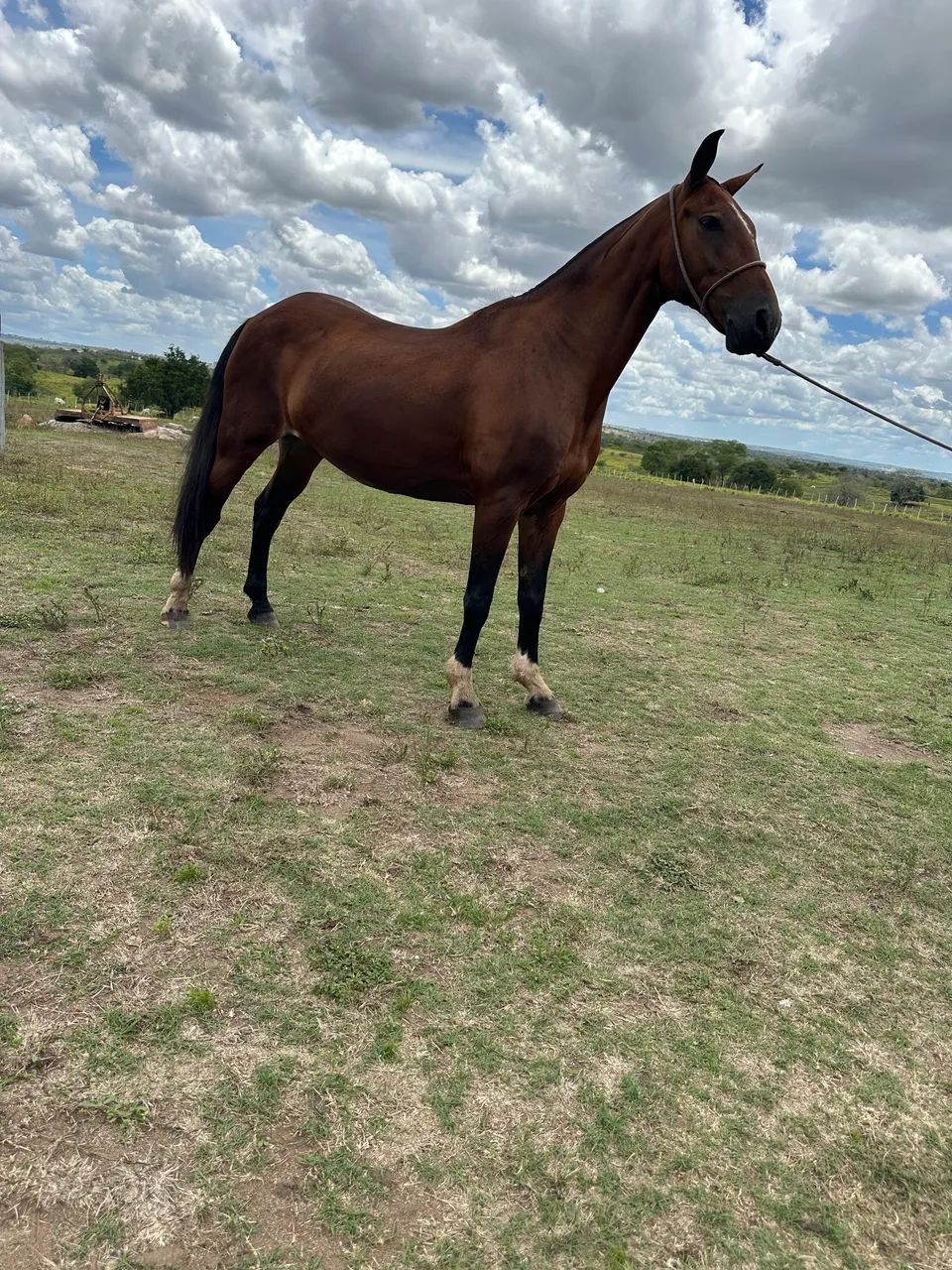Cavalos - Foto 2