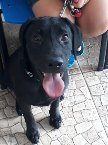 Labrador