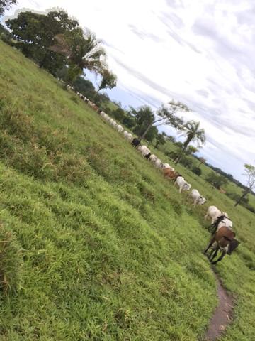 Sítio 8km da cidade em cacoal - Foto 8