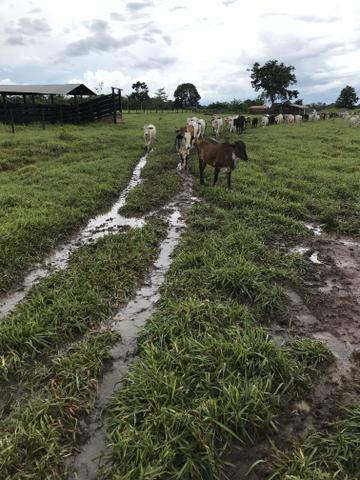 Sítio 8km da cidade em cacoal - Foto 6