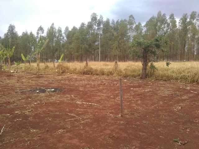 Fazenda Curral do fogo 23 hectares - Foto 3
