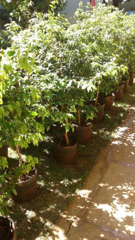 Produtor  Frutíferas produzindo, limão,ponkan e muito mais-monto pomar. Grama , eucalipto. - Foto 5