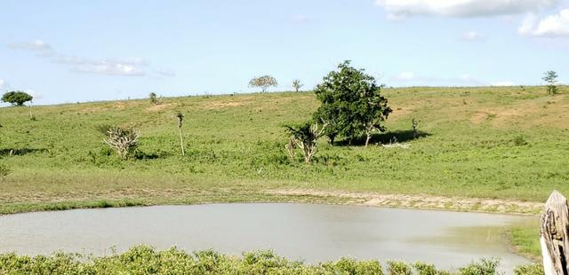 Maravilhosa fazenda na região rural de Baixa Grande Bahia, a 150 km de Feira de Santana - Foto 19