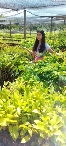 Mudas nativas do Cerrado - Foto 3