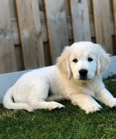 Golden Retriever bem fofinhos $$ - Cachorros e acessórios - Perdizes, São  Paulo 904740490