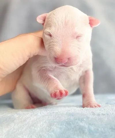 Bull Terrier filhote disponível.