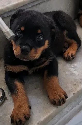 Rottweiler filhote pronta-entrega promoção da semana 