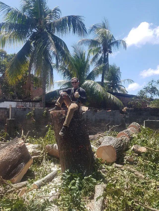 Poda de árvores,  limpeza de coqueiros e remoção do material * - Foto 4