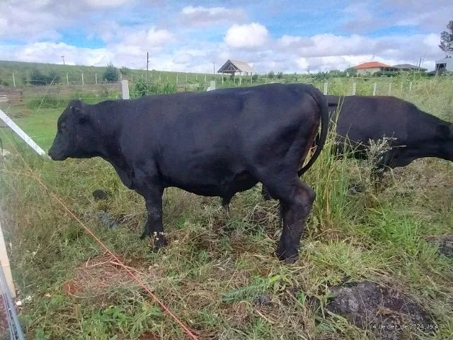 Bezerros  touro novilha - Foto 3