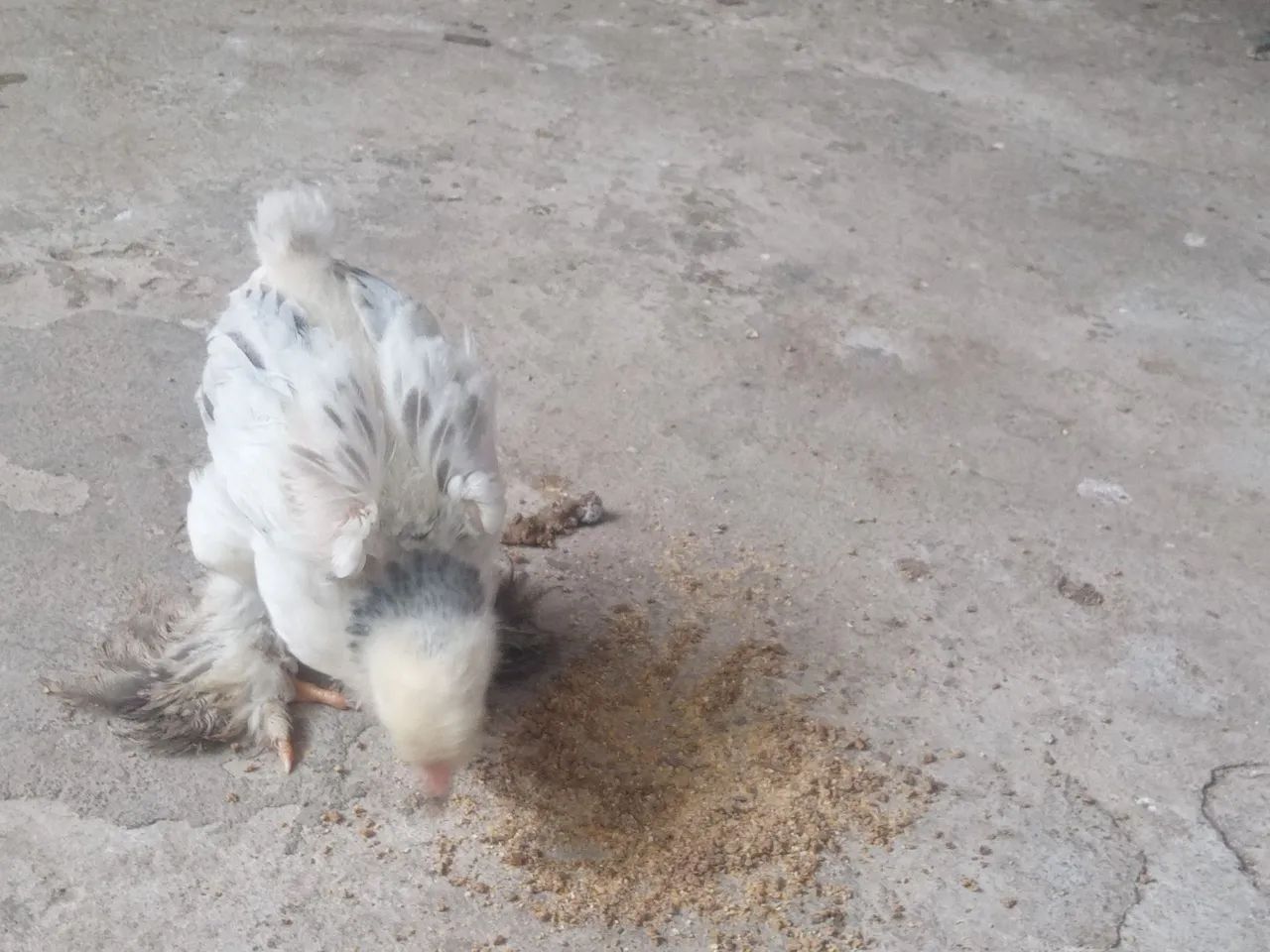 *GIGANTE-NEGRO* e *BRAHMA-LIGHIT*