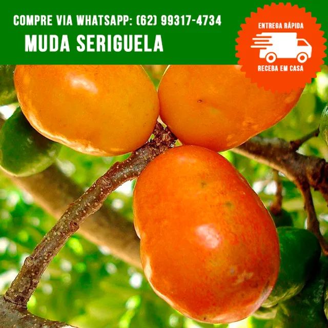 Mudas de Seriguela