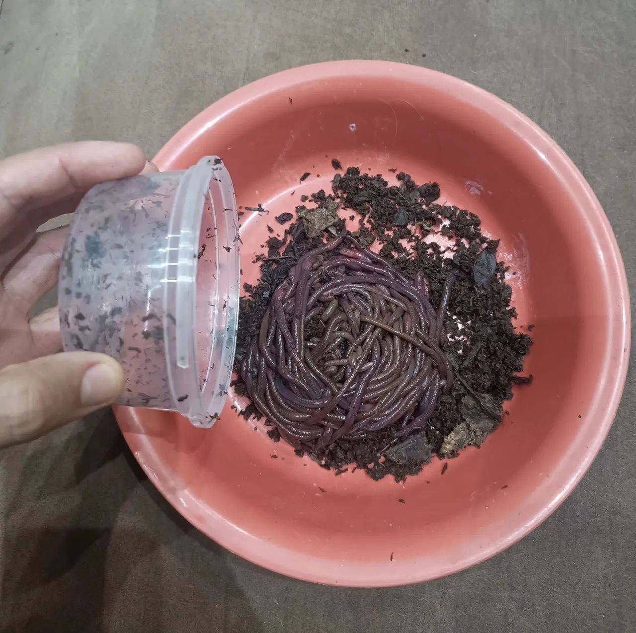 Minhoca Africana  - Foto 2