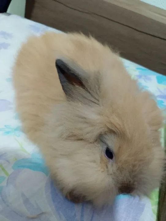 Coelhinho coelha mini lion - Fofo e Carinhoso e peluda