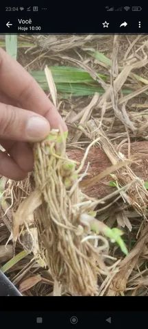 Mudas capim  kurumi talos. E capiaçu - Foto 6