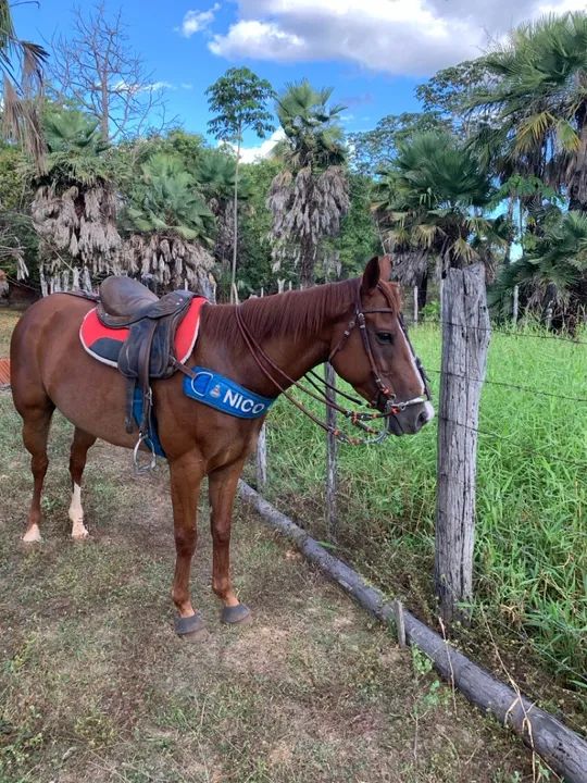 Égua Quarto de milha para vaquejada - Foto 3